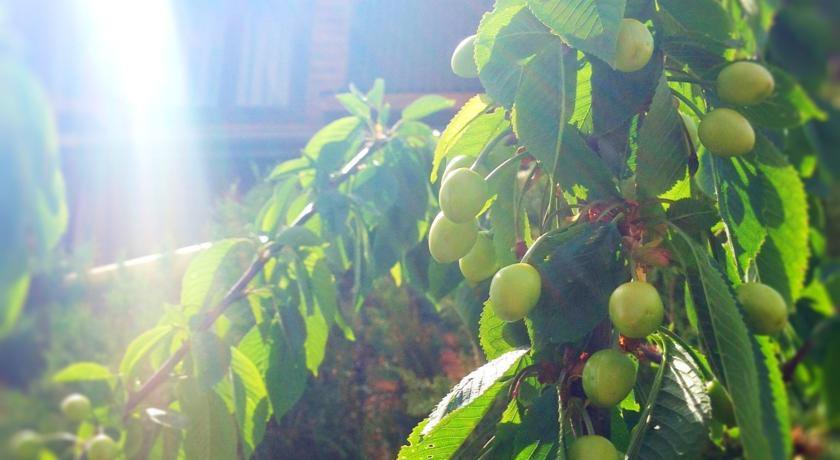 Гостевой дом Alliat Судак-38